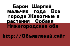 Барон (Шарпей), мальчик 3 года - Все города Животные и растения » Собаки   . Нижегородская обл.